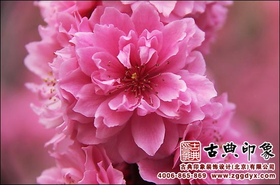 桃花中式装饰