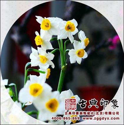 水仙花中式装饰