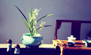 中式传统插花艺术一展花木性灵之美